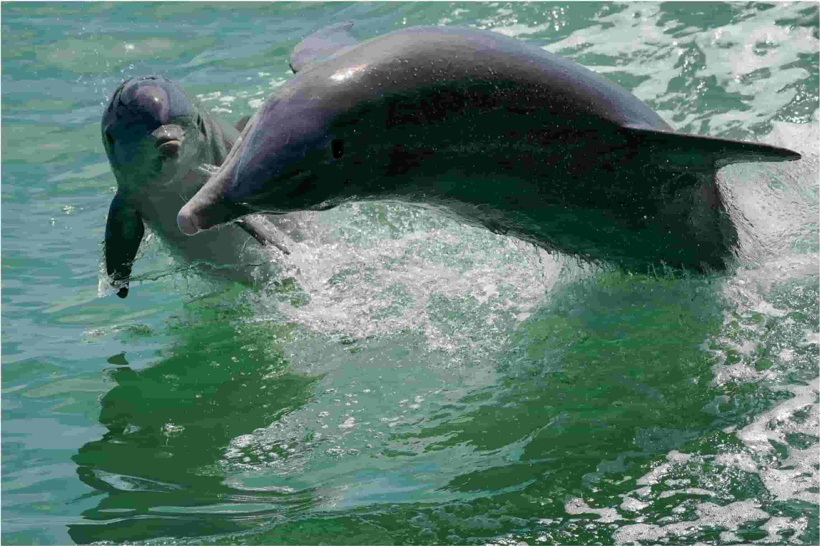 Dolphin Tours